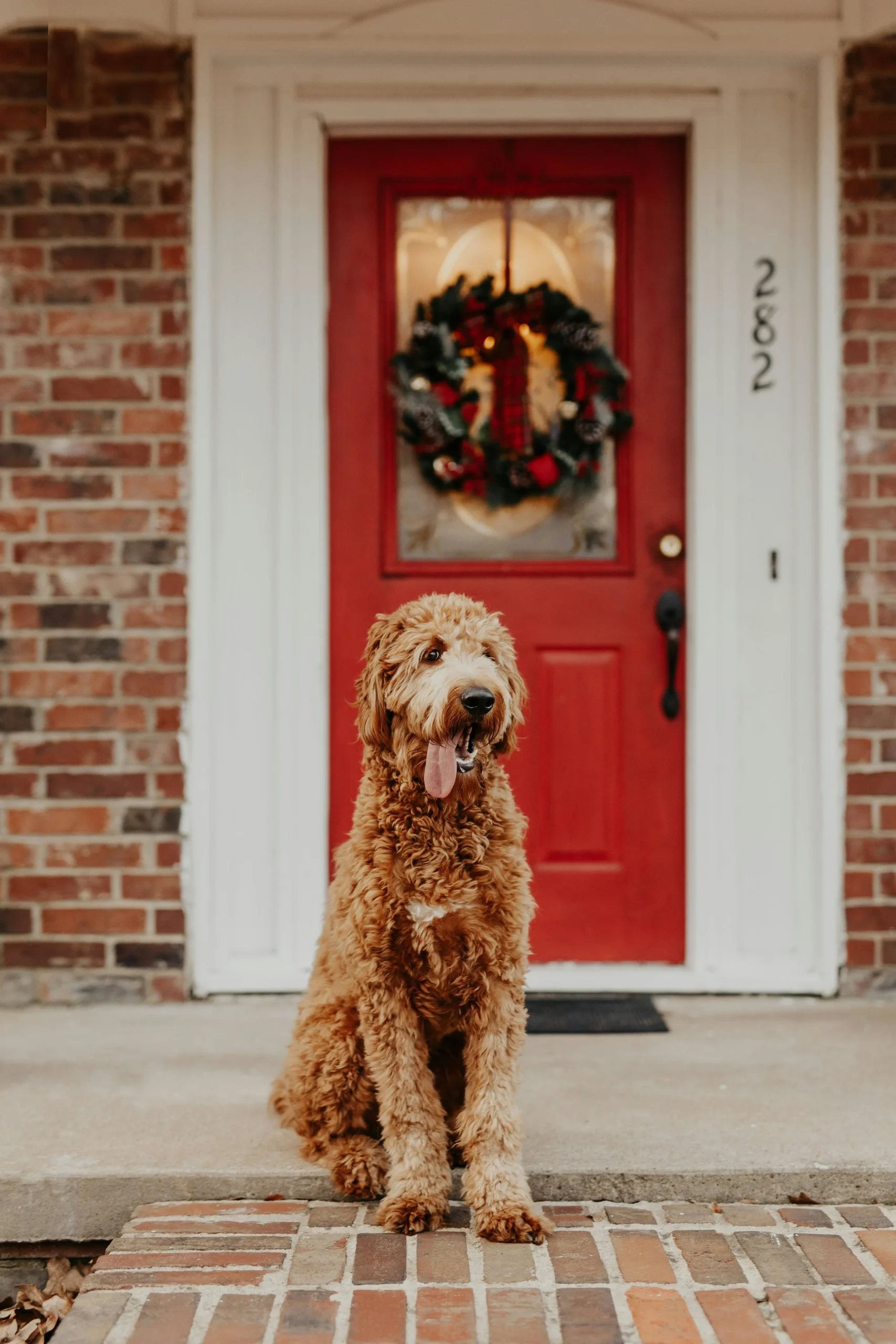 Traditional Porch with Festive Wreath and Canine Companion — Winter Front Door Decor